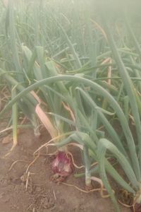 Når Jorden Bærer Frukt – Et Vitnesbyrd fra Zambia