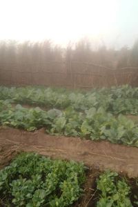 Når Jorden Bærer Frukt – Et Vitnesbyrd fra Zambia