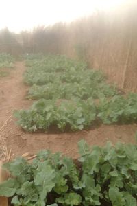 Når Jorden Bærer Frukt – Et Vitnesbyrd fra Zambia