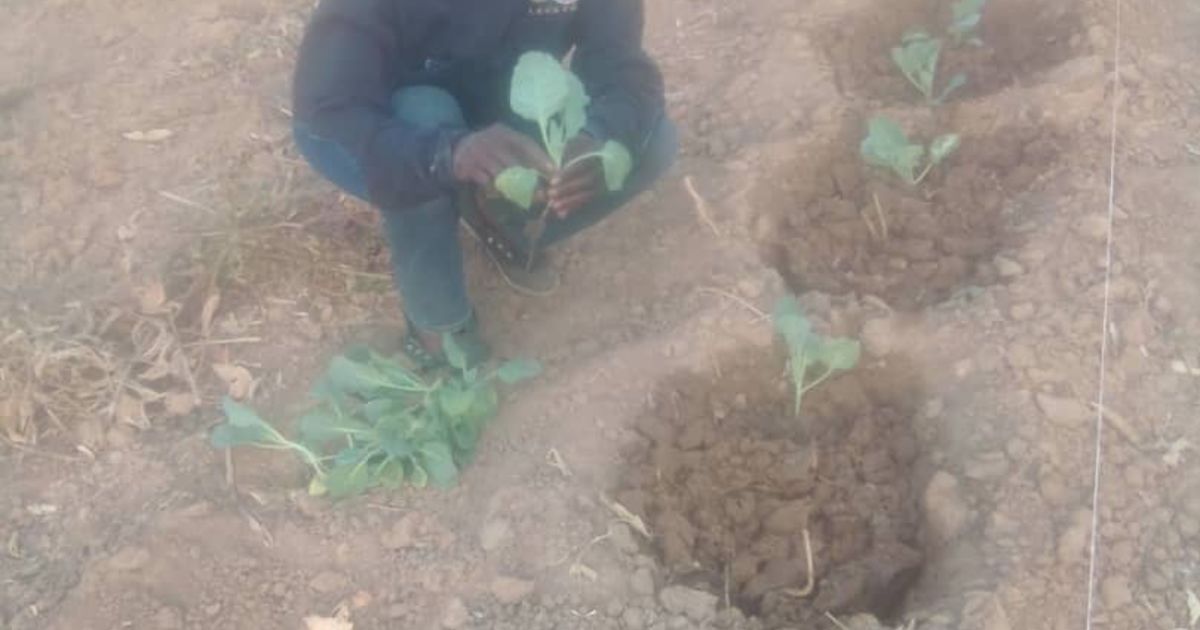 Når Jorden Bærer Frukt – Et Vitnesbyrd fra Zambia