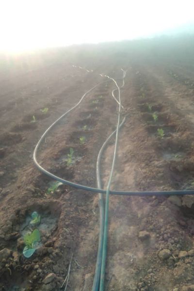 Når Jorden Bærer Frukt – Et Vitnesbyrd fra Zambia