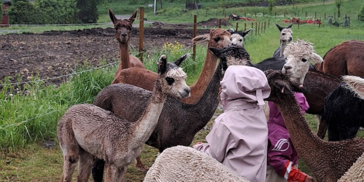 Med Familiehjelperen til Bergvang gård