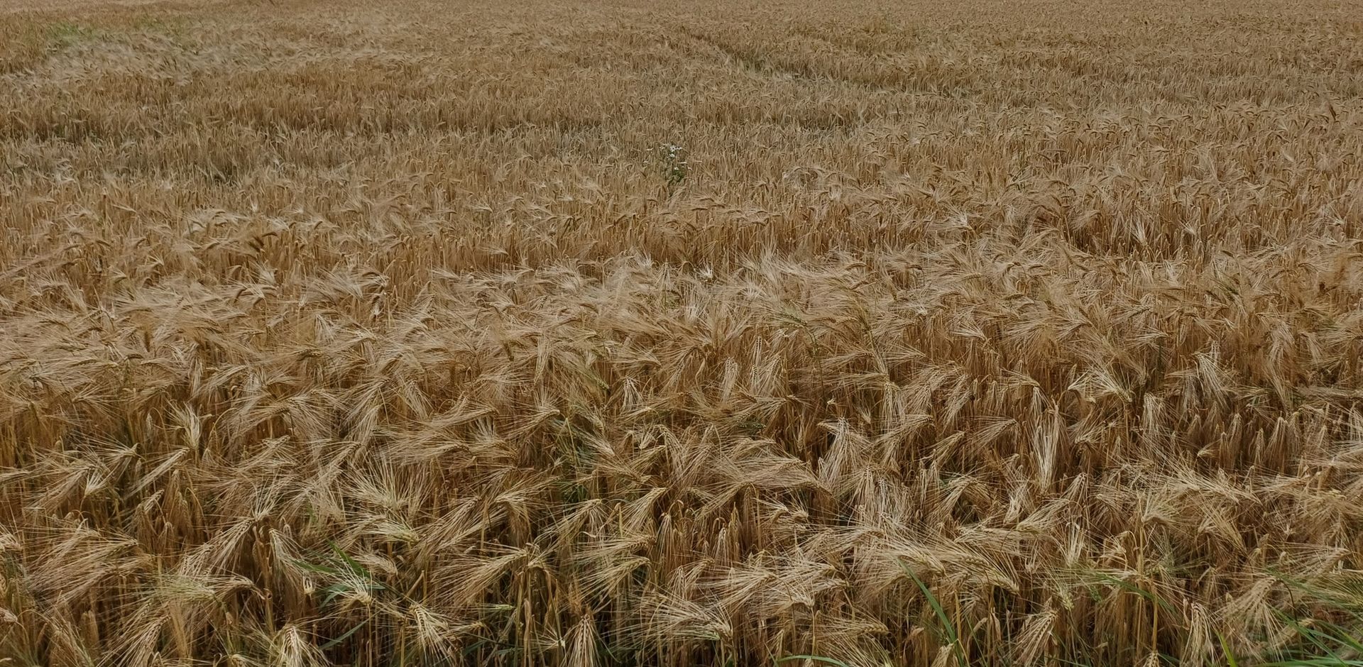 Pinsekirken Livets Senter Nannestad