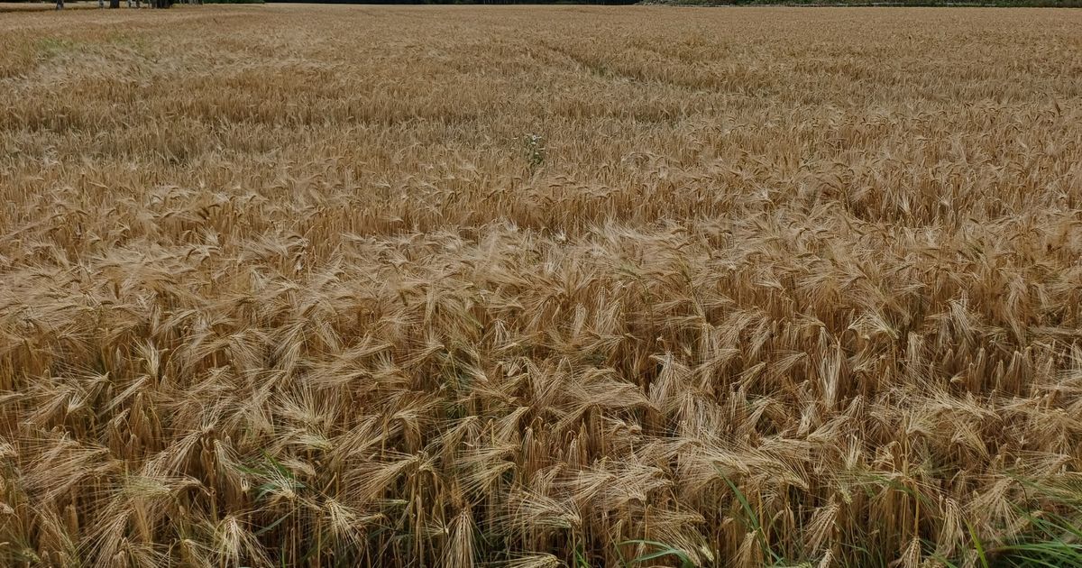 Pinsekirken Livets Senter Nannestad
