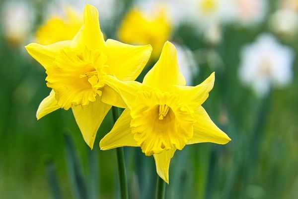 Napha.no: Trenger du hjelp eller noen å snakke med i påska?