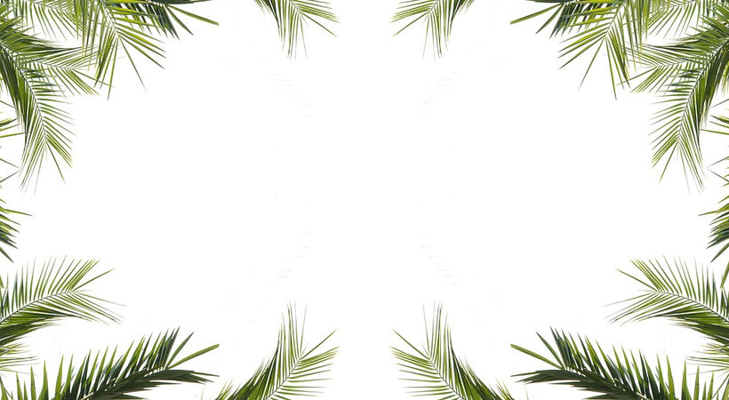 Palmesus og jubelbrus (Johannes 12,12–24)