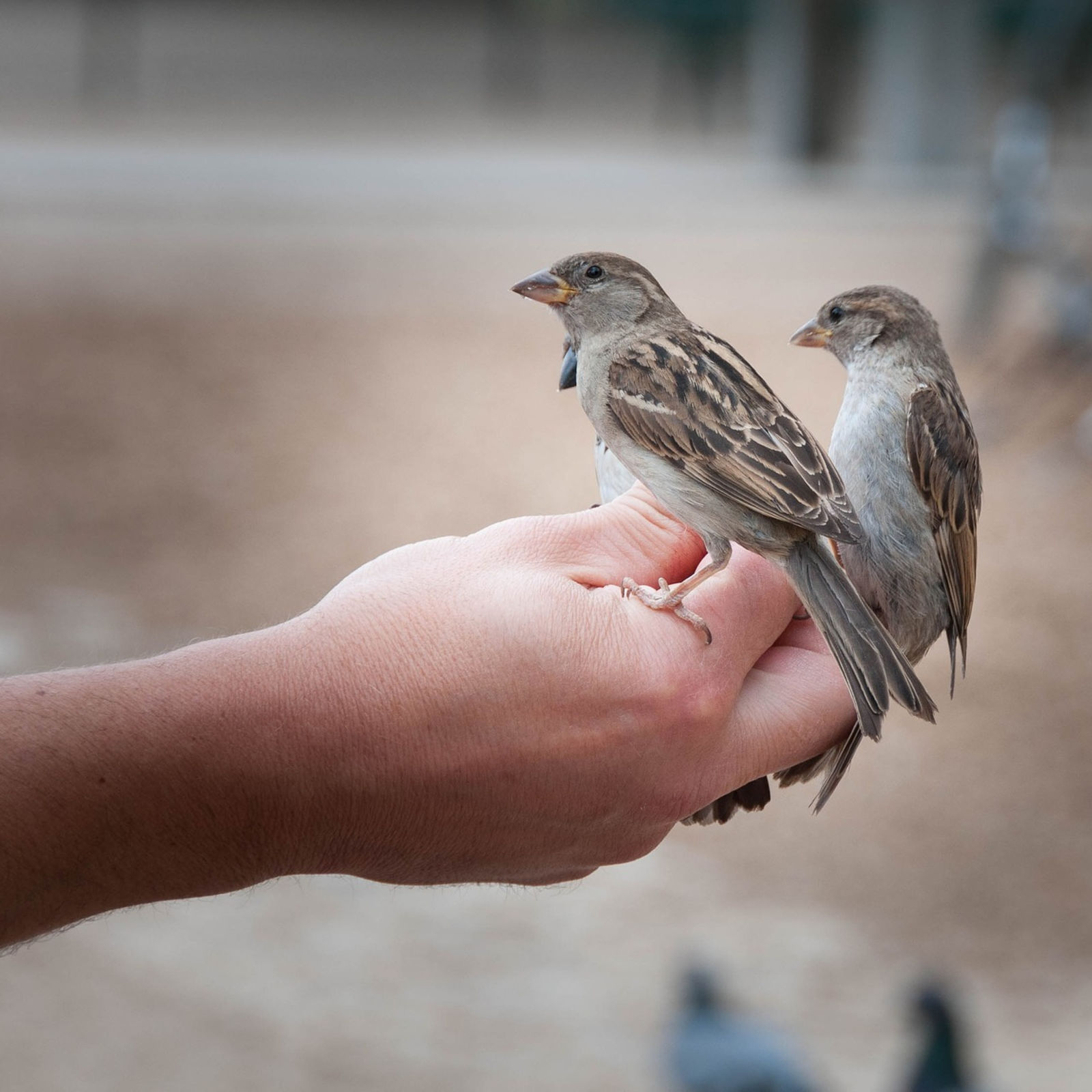 Far vet hva vi trenger