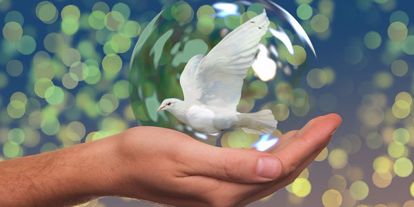 Fredsprisen går til ...