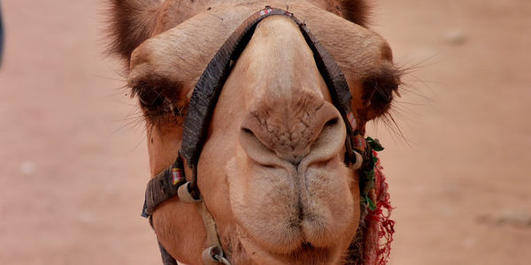 Kan velstående nordmenn komme til Himmelen? (Markus 10,17-27)