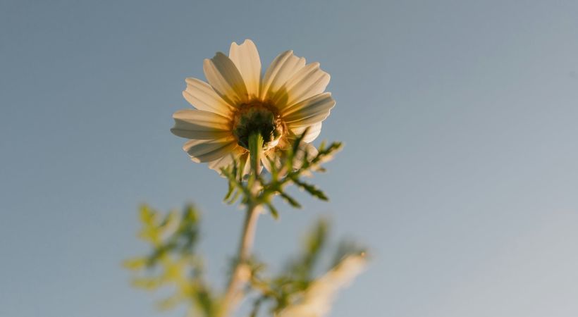 Motgang kan også vitne